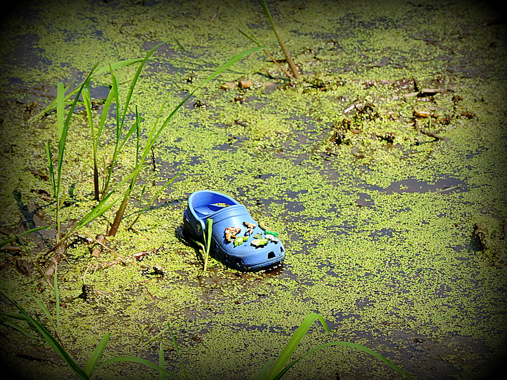 There's a croc in the swamp! by homeschoolmom