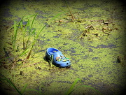 12th May 2015 - There's a croc in the swamp!