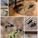 More Bugs by genealogygenie