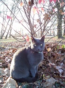 8th Nov 2010 - My Kitty Cat