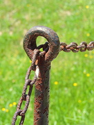 12th May 2015 - Gloriously Rusty Chain!