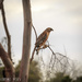 Red Shoulder Hawk Looking for Grub by elatedpixie