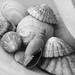 Shell Life by wenbow
