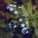 Forget-me-not by kiwichick