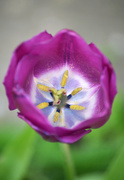 15th May 2015 - It's tulip day