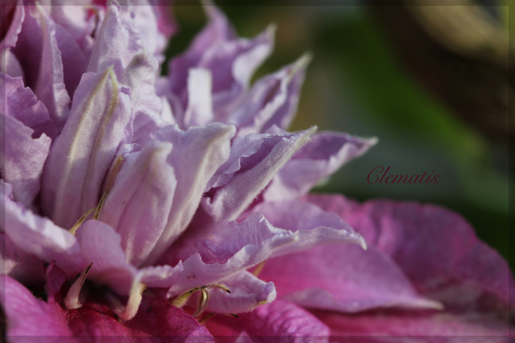 Climbing Clematis by jamibann