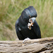 Black cockatoo  by onewing
