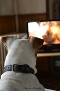 15th May 2015 - Just for fun: reportage about TV for dogs