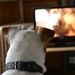 Just for fun: reportage about TV for dogs by parisouailleurs
