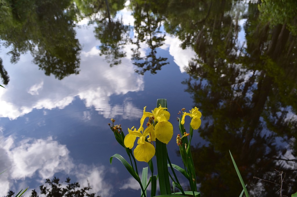 Iris and cloud reflection, Magnolia Gardens, Charleston, SC by congaree