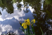 15th May 2015 - Iris and cloud reflection, Magnolia Gardens, Charleston, SC