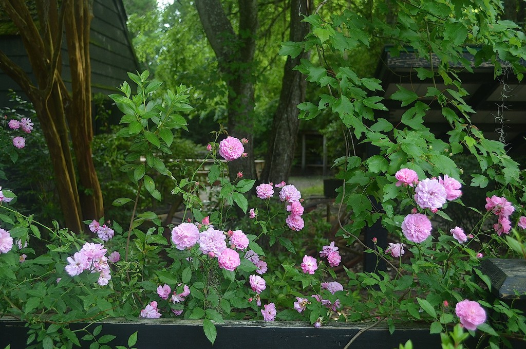 Roses, Magnolia Garden, Charleston, SC by congaree