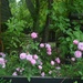 Roses, Magnolia Garden, Charleston, SC by congaree