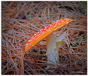 15th May 2015 - Orange spotted fungi