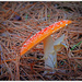 Orange spotted fungi by julzmaioro