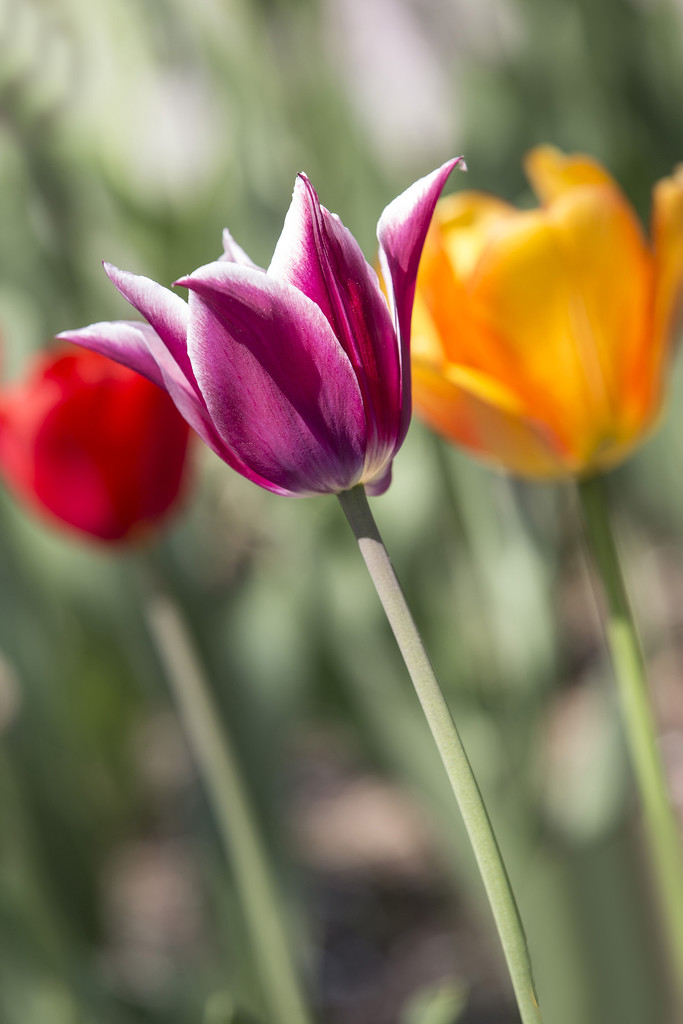 Colored Tulips by pdulis