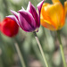 Colored Tulips by pdulis