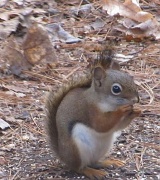 10th Nov 2010 - Fox squirrel