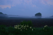 15th May 2015 - Iris and Fog on a Kansas Morning