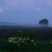 Iris and Fog on a Kansas Morning by kareenking