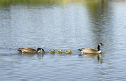15th May 2015 - First Gosling Sighting