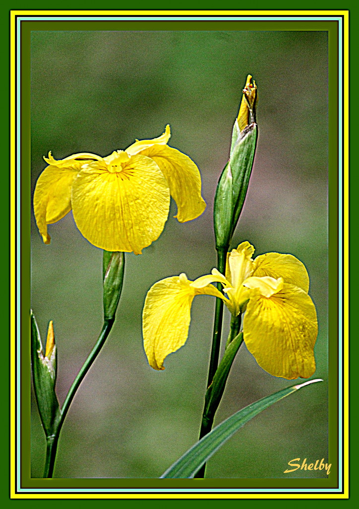 yellow Iris  by vernabeth