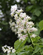 15th May 2015 - Horse Chestnut "Candle"