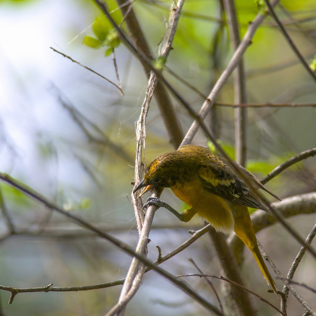 Mrs. Oriole collects her nest supplies by berelaxed