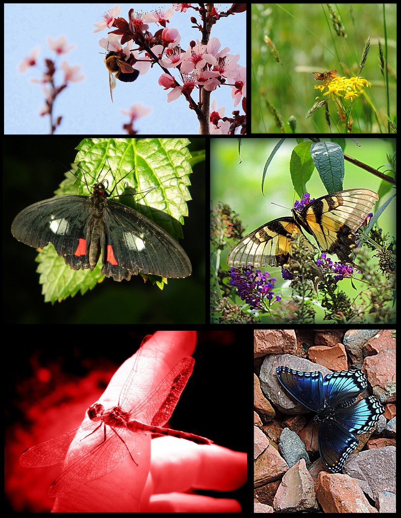 My Favorite Insect Pictures by homeschoolmom