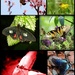 My Favorite Insect Pictures by homeschoolmom