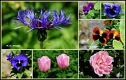 15th May 2015 - Garden flowers
