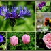 Garden flowers by rosiekind
