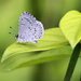 I heart butterflies! by cjwhite