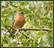 15th May 2015 - Male chaffinch