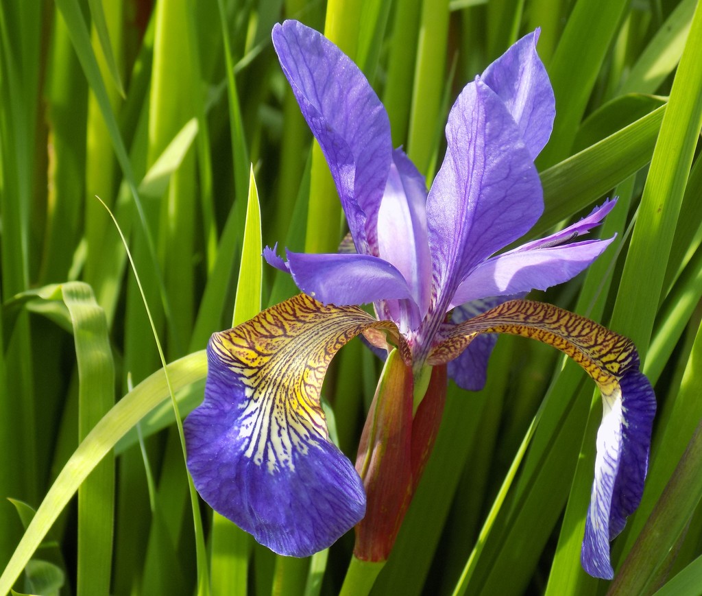 Siberian Iris by flowerfairyann