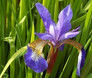 15th May 2015 - Siberian Iris