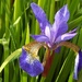 Siberian Iris by flowerfairyann