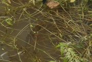 15th May 2015 - Great crested newt