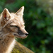 Corsac Fox by leonbuys83