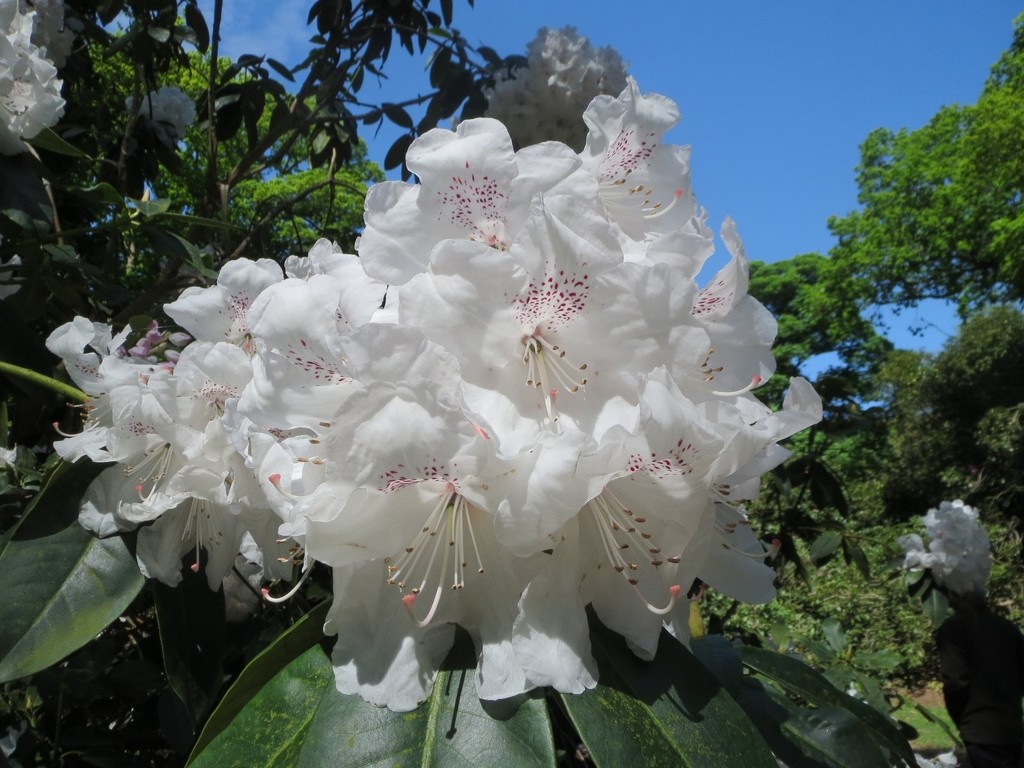 White Rhododendron by foxes37