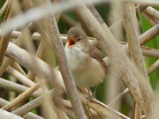 12th May 2015 -  Reed Warbler