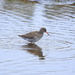 Redshank by lifeat60degrees