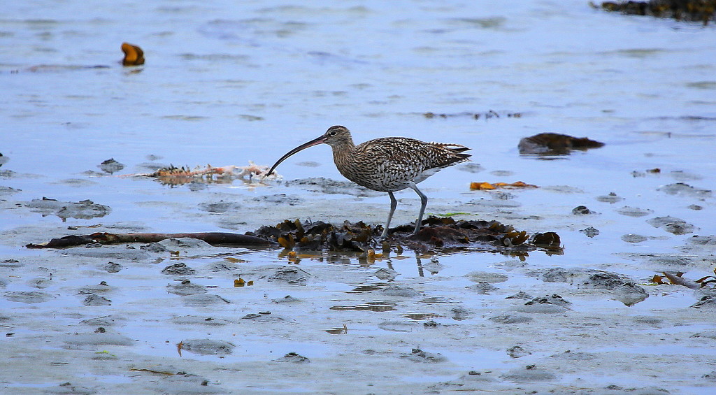 Curlew by lifeat60degrees