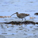 Curlew by lifeat60degrees