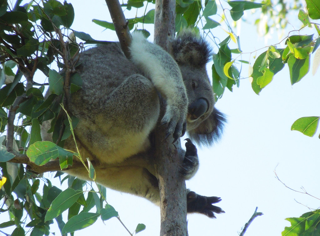 Look ma no hands! by koalagardens