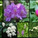 Flora of Virginia by homeschoolmom