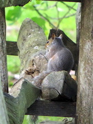 11th May 2015 - Gray squirrel camo