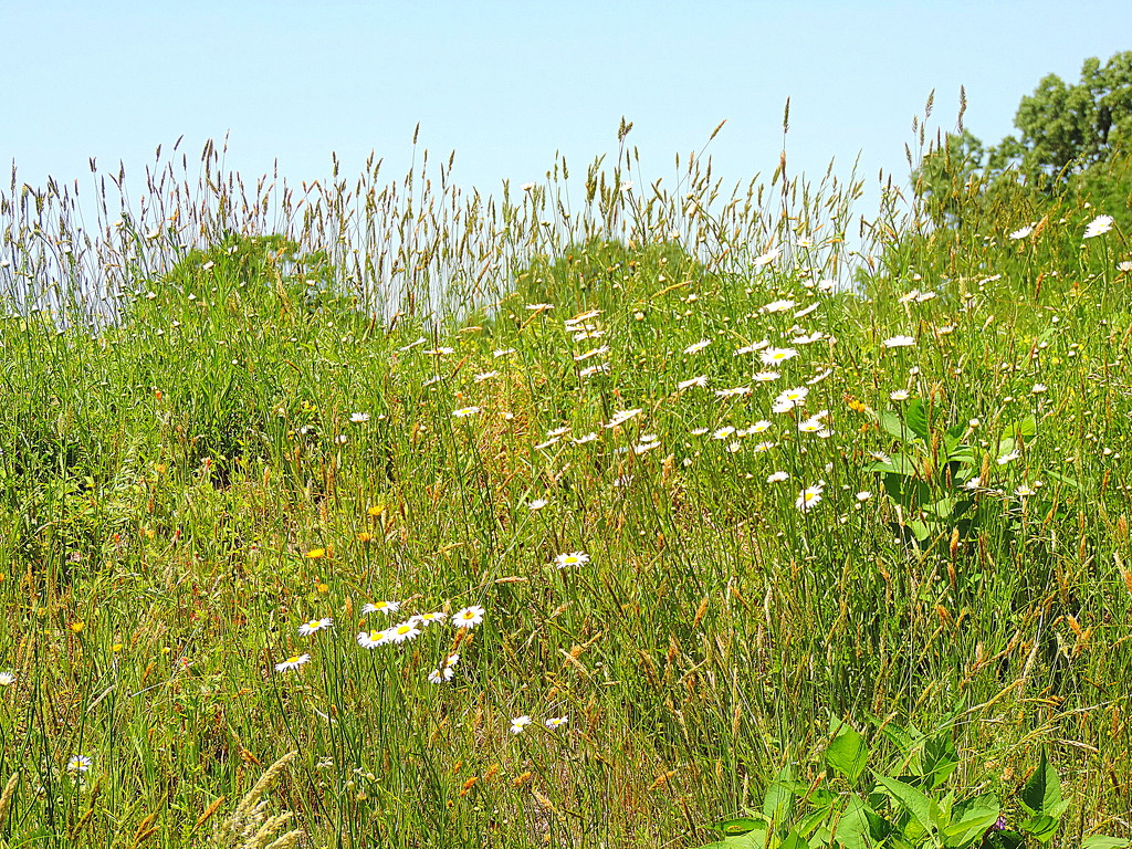 Wildflowers now decorate the Redoubts  by homeschoolmom