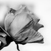 Rose Profile by salza