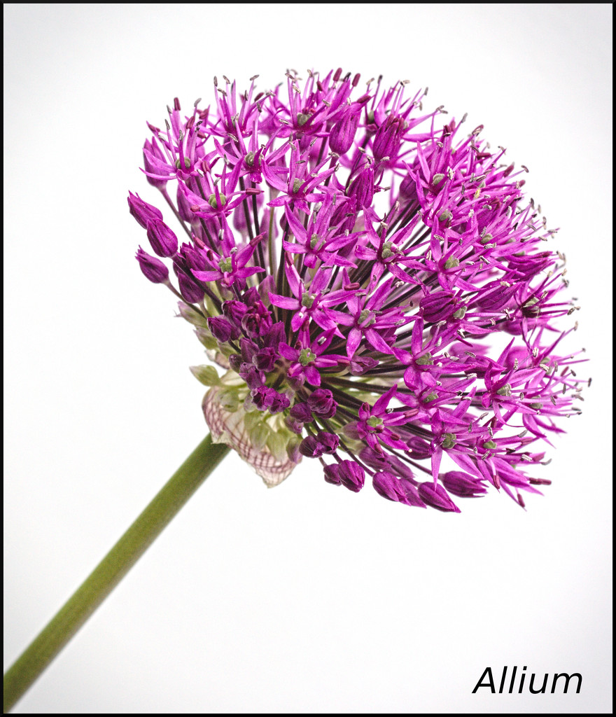 Allium by phil_howcroft